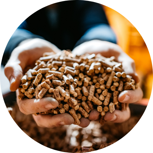 Holzpellets Hände halten eine große Menge Holzpellets.